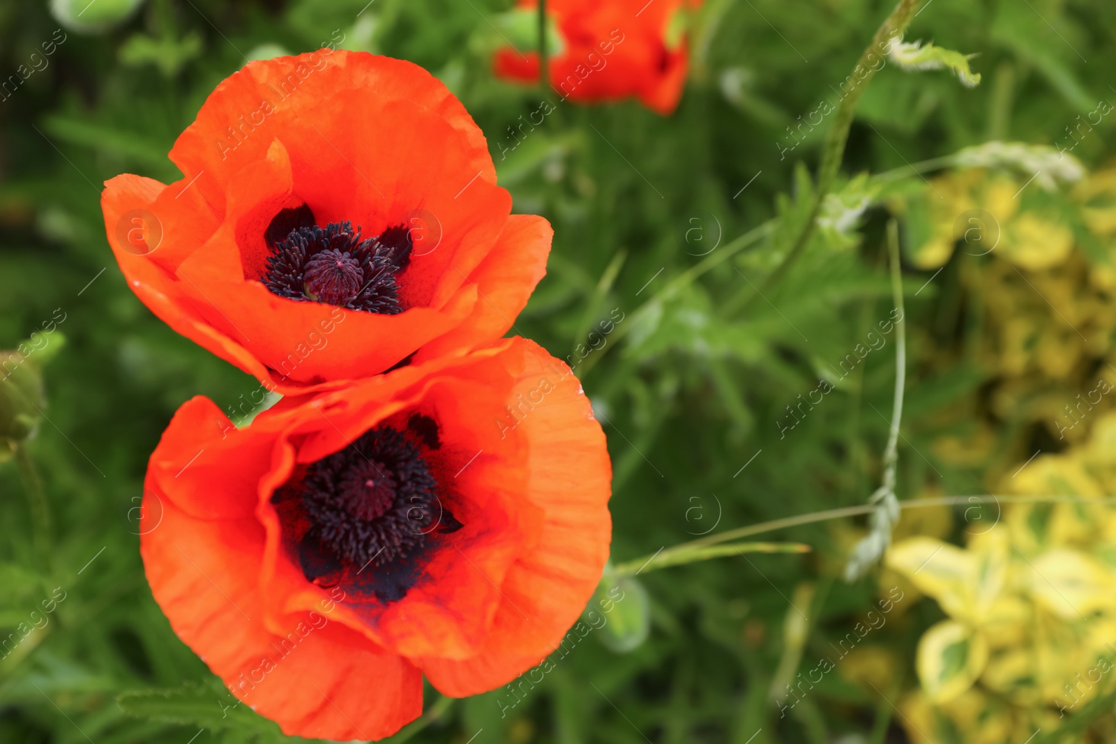 Photo of Beautiful red poppy flowers in garden, closeup. Space for text