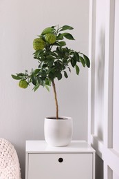 Photo of Idea for minimalist interior design. Small potted bergamot tree with fruits on chest of drawers indoors