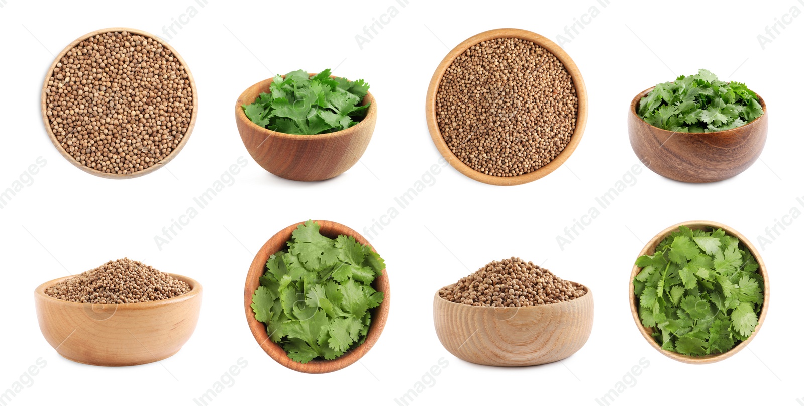 Image of Set with fresh green coriander leaves and dried seeds on white background. Banner design