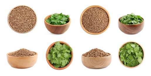 Set with fresh green coriander leaves and dried seeds on white background. Banner design