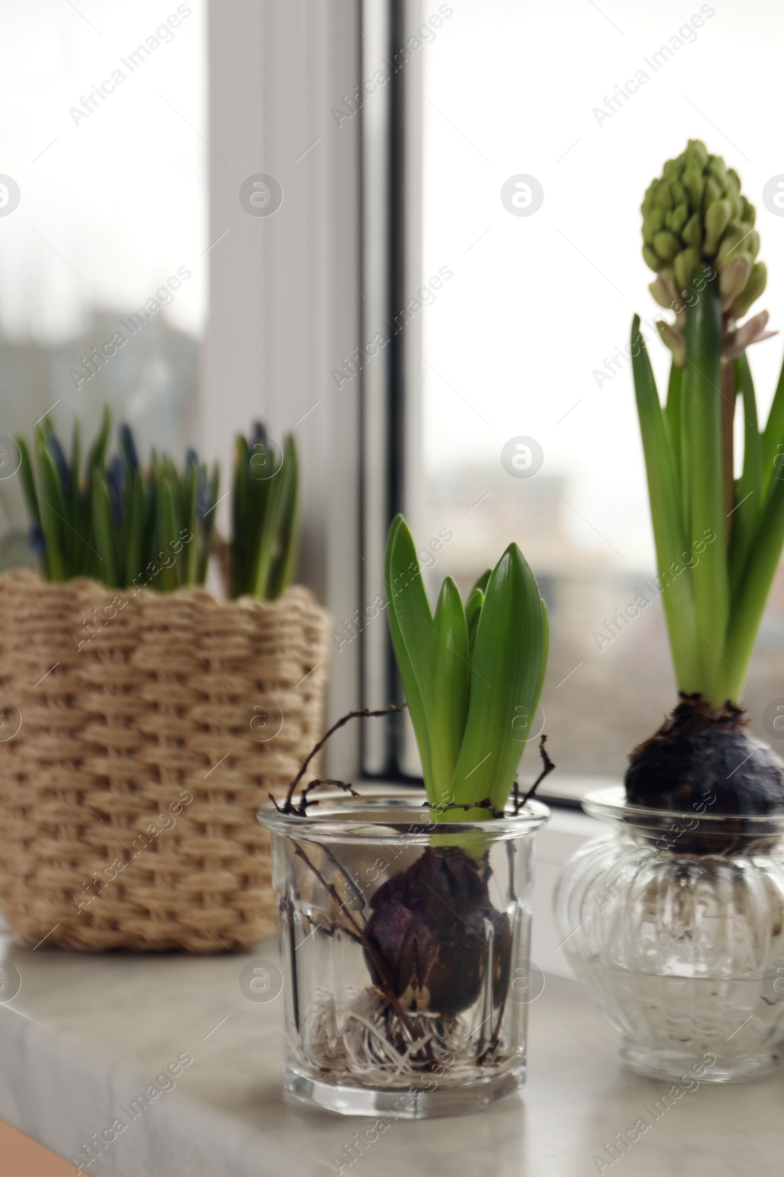 Photo of Spring is coming. Beautiful bulbous plants on windowsill indoors