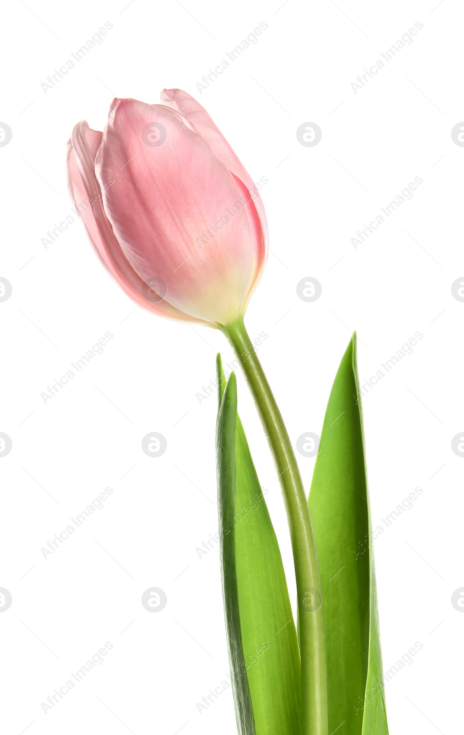 Photo of Beautiful pink spring tulip on white background