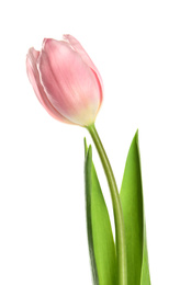 Photo of Beautiful pink spring tulip on white background