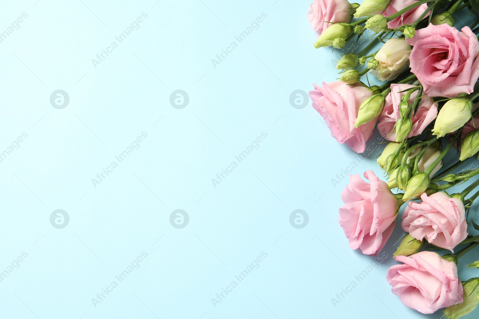 Photo of Happy Mother's Day. Beautiful roses on light blue background, flat lay. Space for text