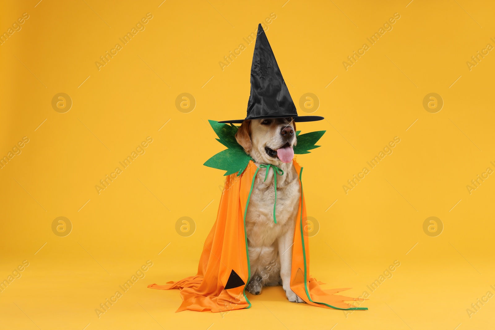 Photo of Cute Labrador Retriever dog in Halloween costume on orange background