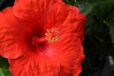 Photo of Beautiful red hibiscus flower with water drops and green leaves, macro view