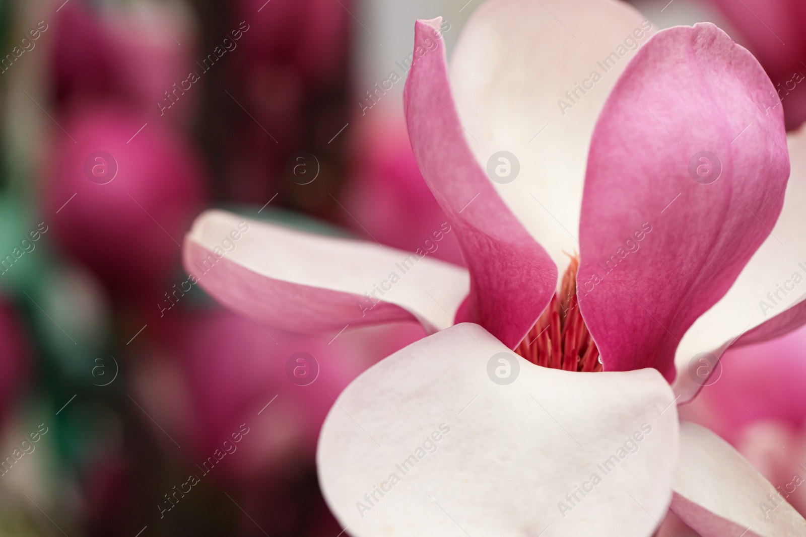 Photo of Beautiful blooming flower of magnolia tree on blurred background, closeup