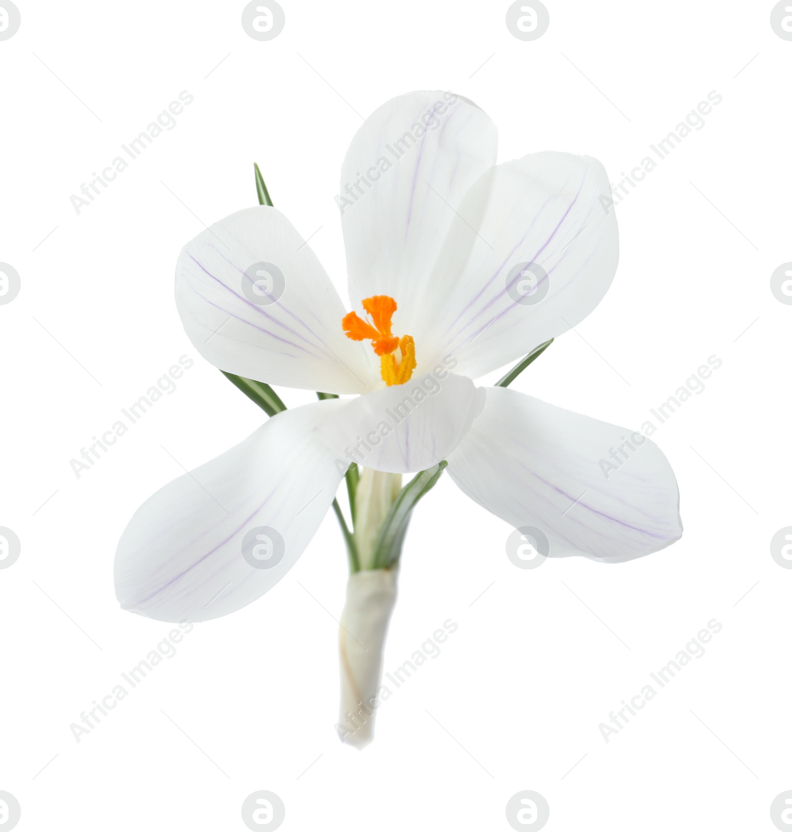 Photo of Beautiful crocus isolated on white. Spring flower