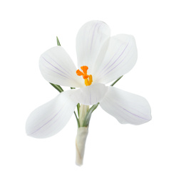 Beautiful crocus isolated on white. Spring flower