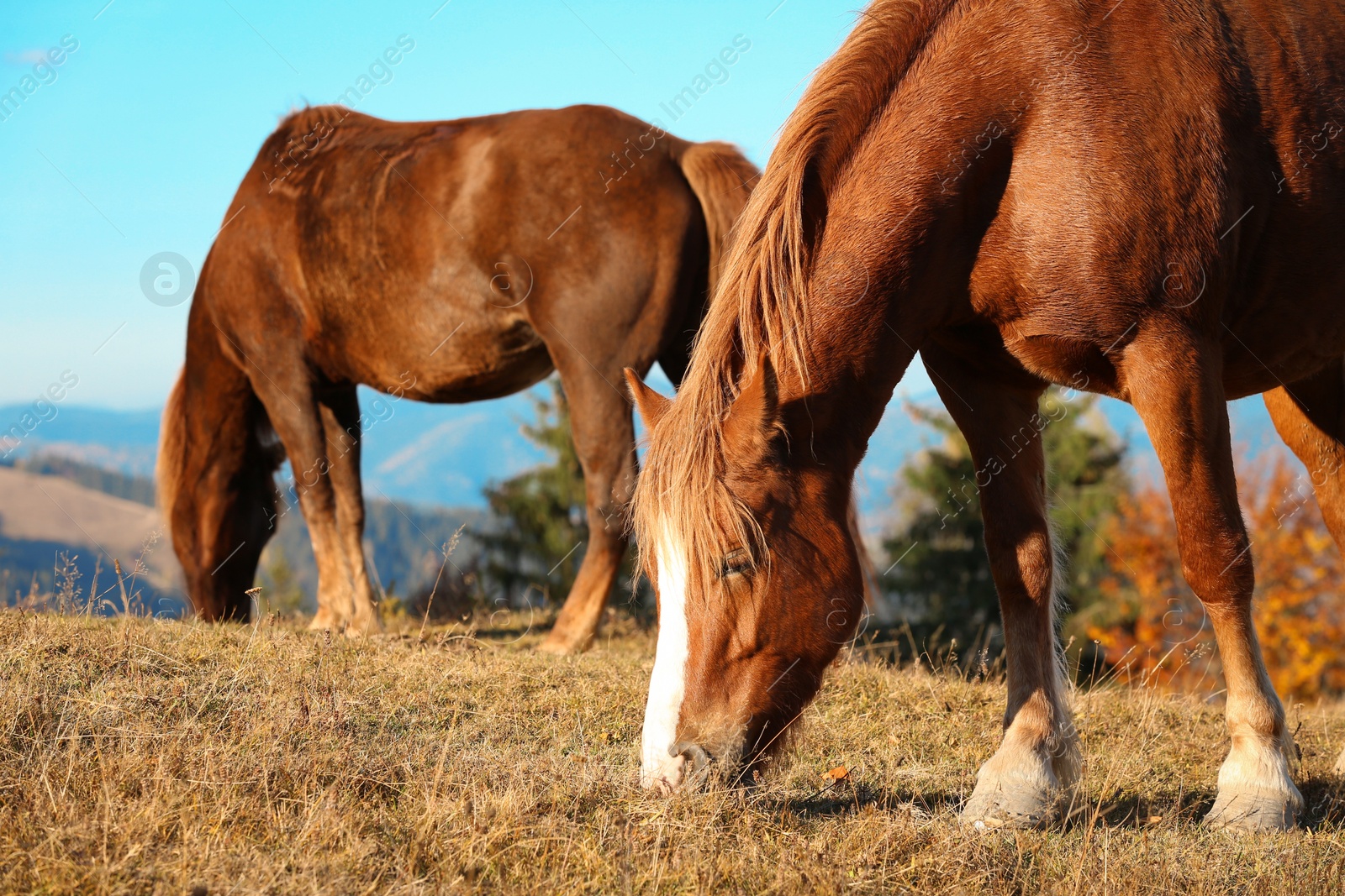 Photo of Brown horses grazing in mountains on sunny day. Beautiful pets