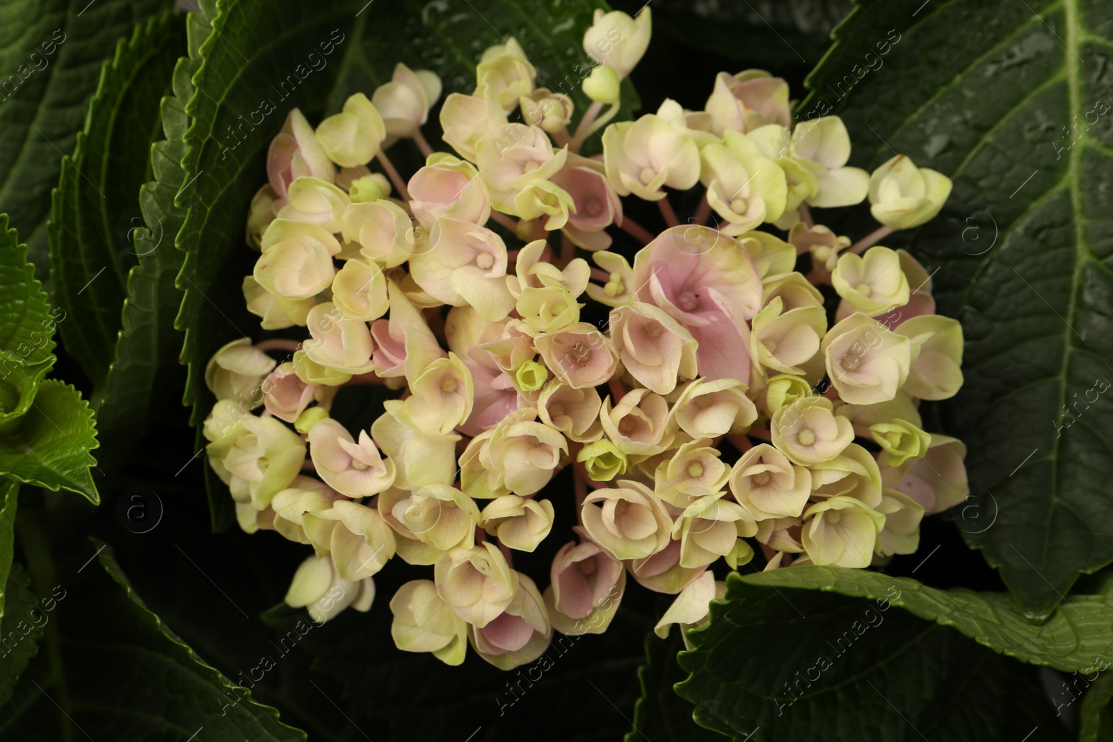 Photo of Beautiful hortensia plant with light flowers, closeup