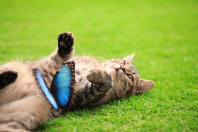 Cute tabby cat with beautiful Blue Morpho butterfly on green grass