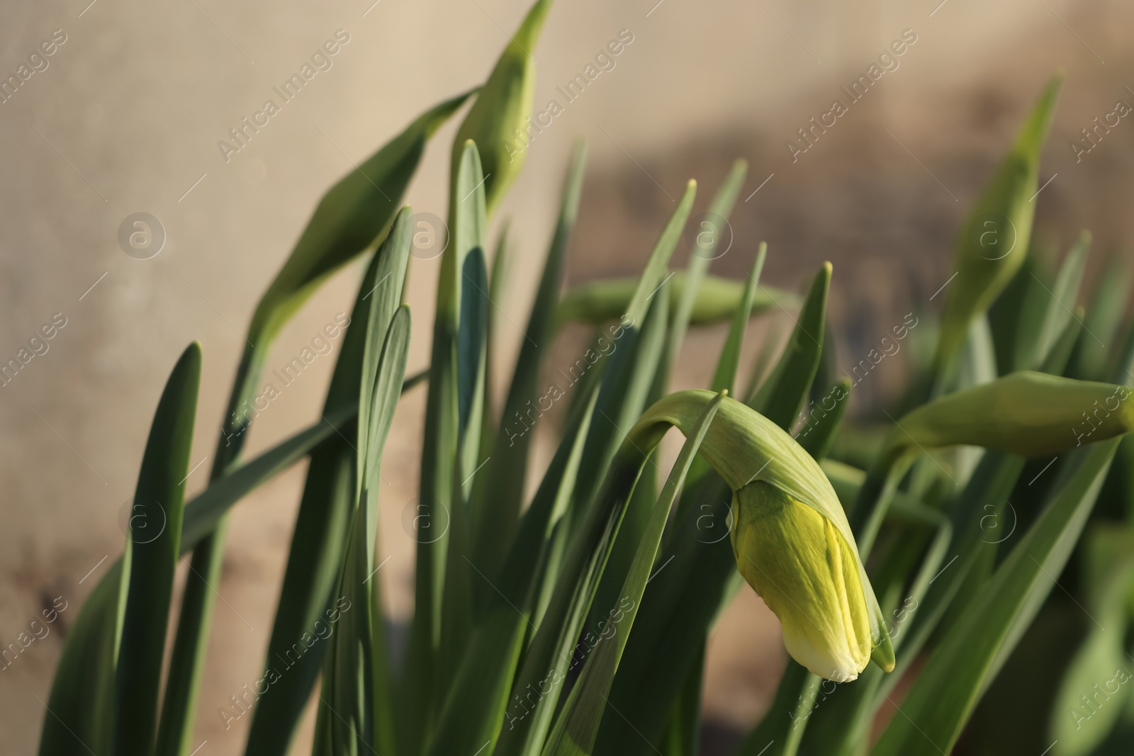 Photo of Daffodil plants growing in garden on sunny day, closeup