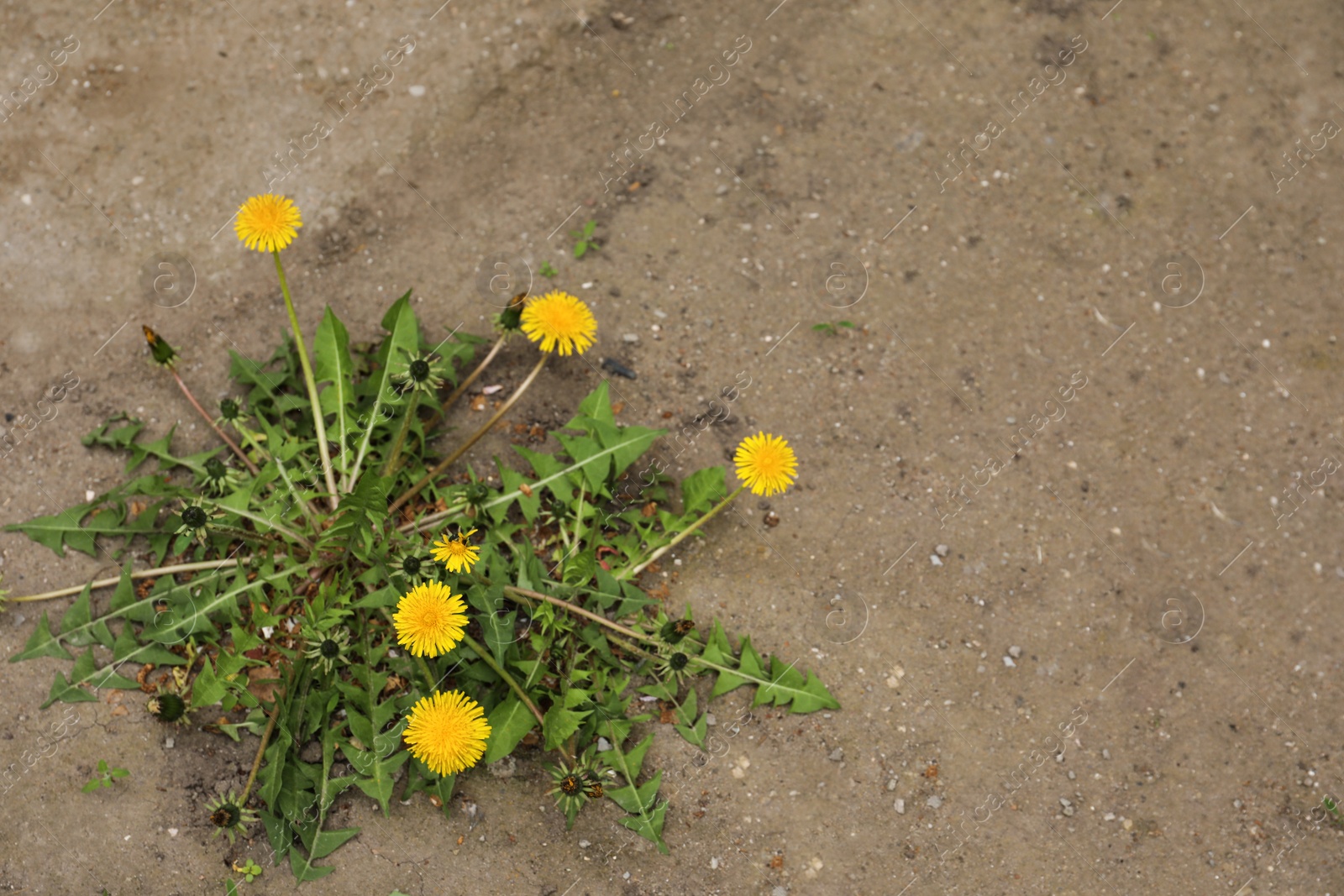 Photo of Yellow dandelion flowers with green leaves growing outdoors, top view. Space for text