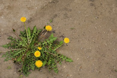 Photo of Yellow dandelion flowers with green leaves growing outdoors, top view. Space for text
