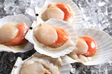 Fresh raw scallops with shells on ice cubes, closeup