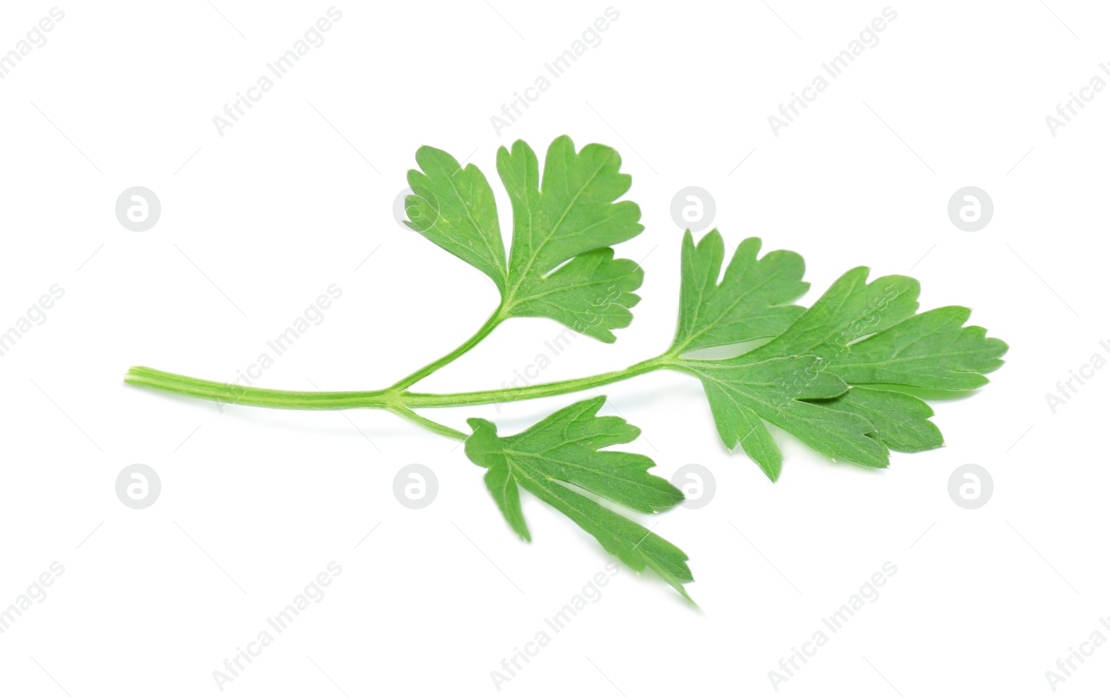 Photo of Leaves of fresh tasty parsley on white background