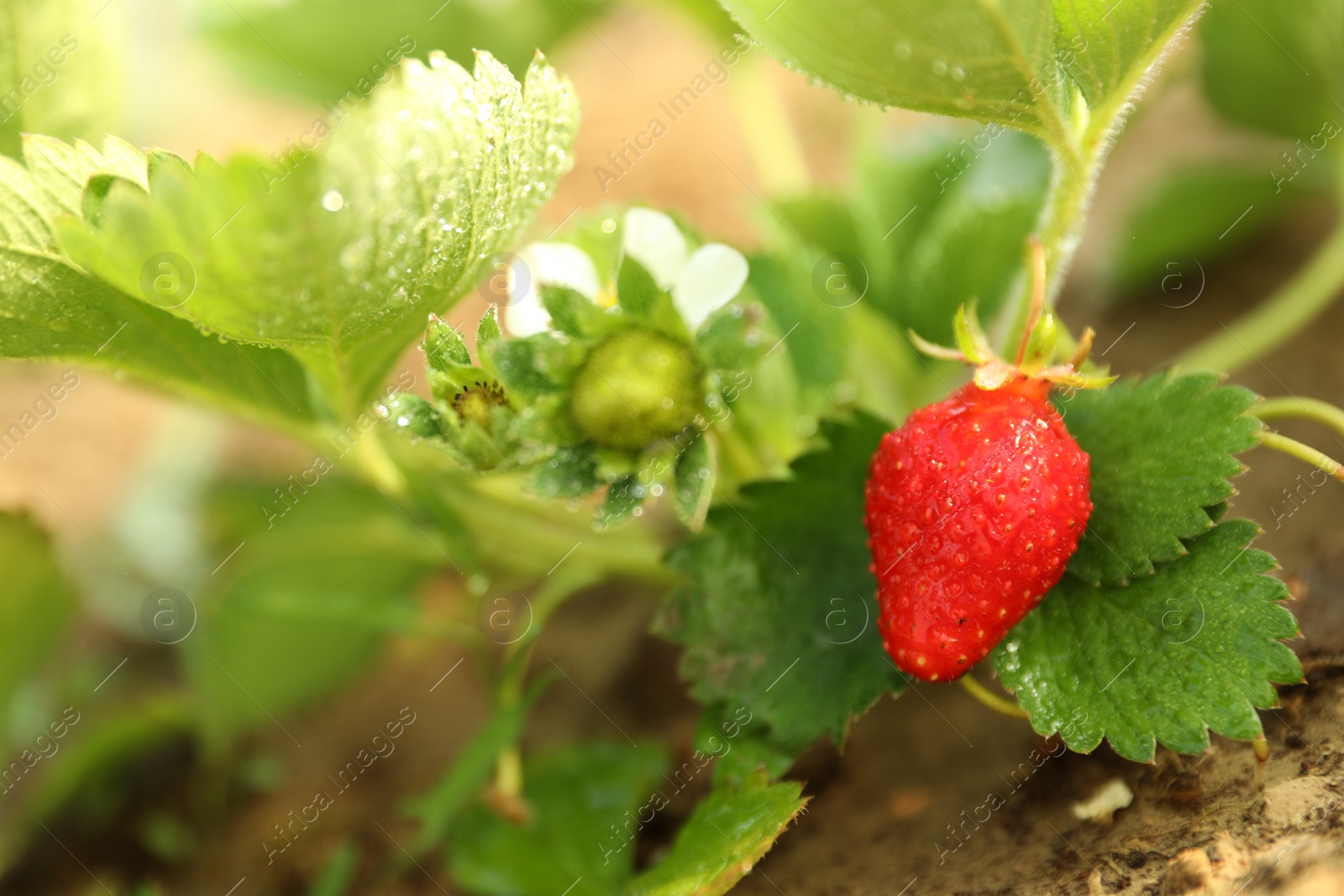 Photo of Strawberry plant with berries on blurred background, closeup