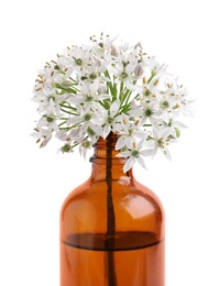 Photo of Bottle of essential oil and garlic chives flowers on white background, closeup
