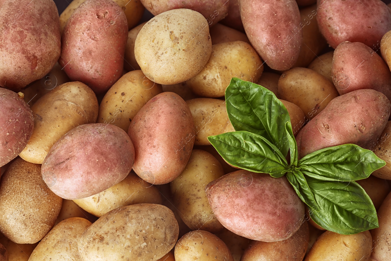 Photo of Fresh ripe organic potatoes as background, top view