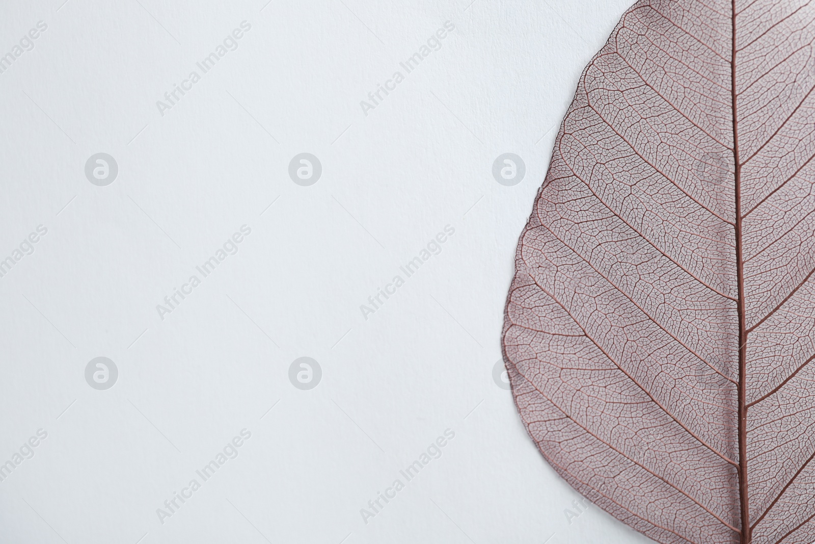 Photo of Beautiful decorative skeleton leaf and space for text on white background