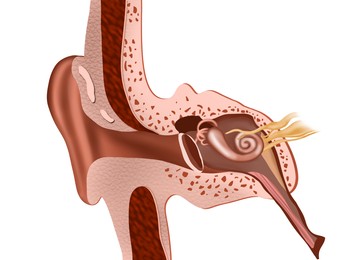 Illustration of Anatomy of human ear on white background. Illustration