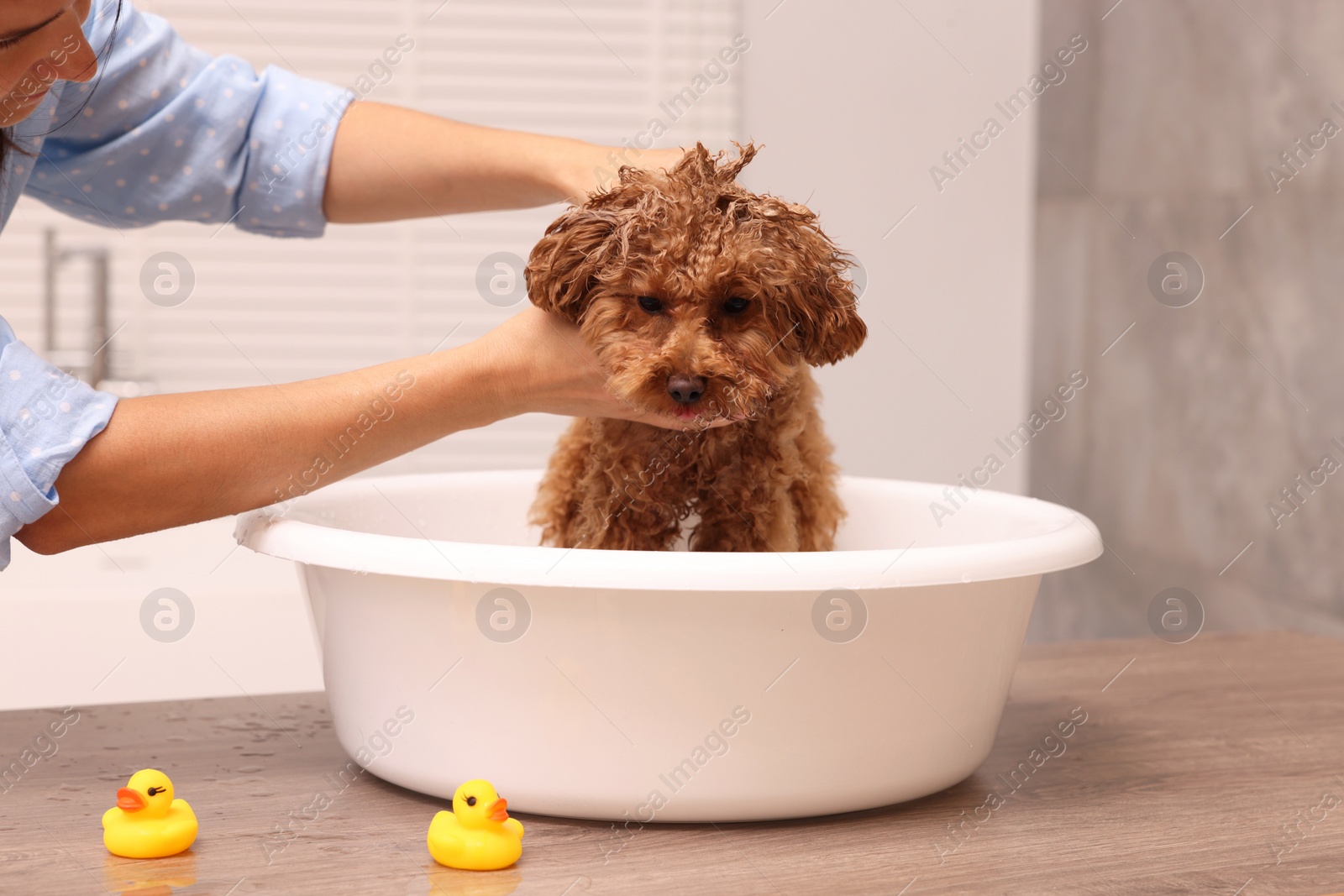 Photo of Woman washing cute Maltipoo dog in basin indoors. Lovely pet