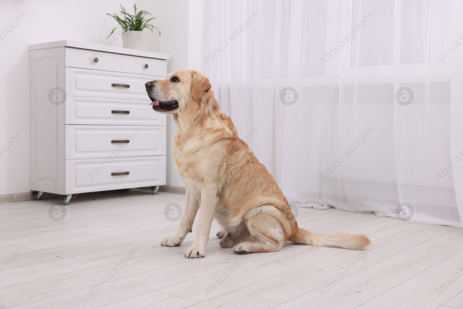 Photo of Cute Labrador Retriever sitting on floor in room