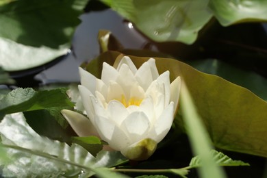 Photo of Beautiful white lotus flower and leaves in pond, closeup