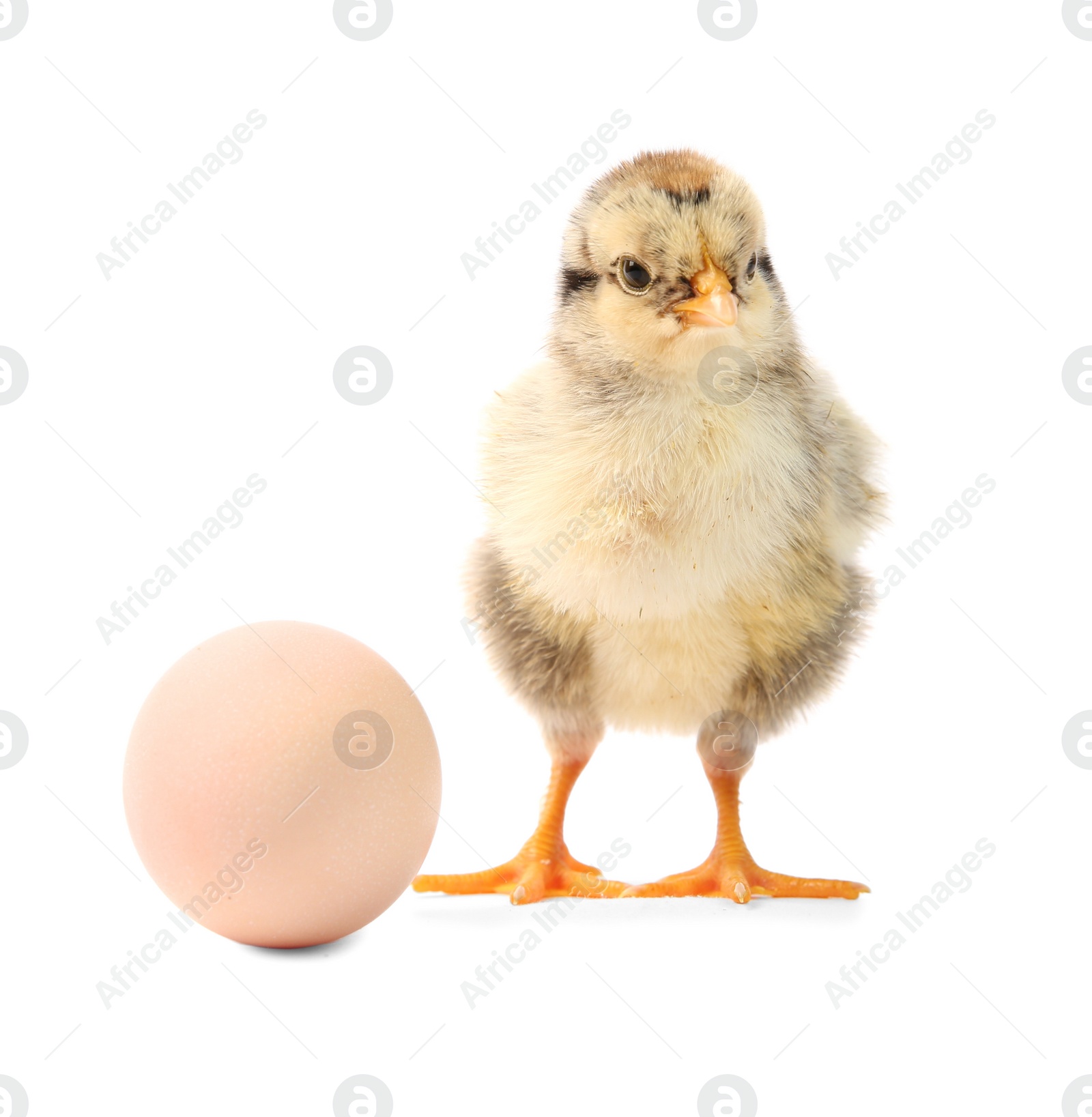 Photo of Cute chick and egg isolated on white. Baby animal