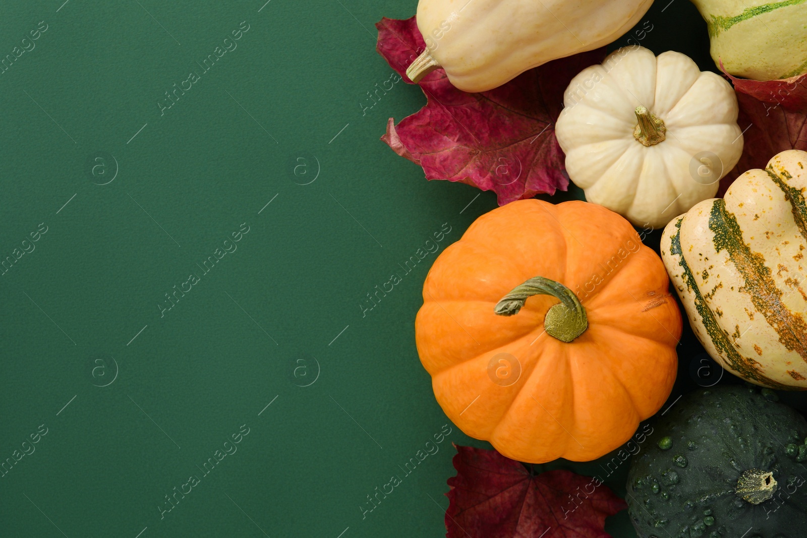 Photo of Happy Thanksgiving day. Flat lay composition with pumpkins on green background, space for text