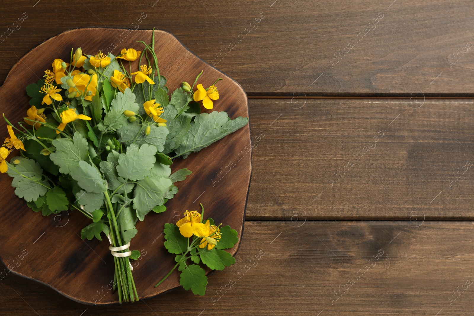 Photo of Celandine with beautiful yellow flowers on wooden table, top view. Space for text