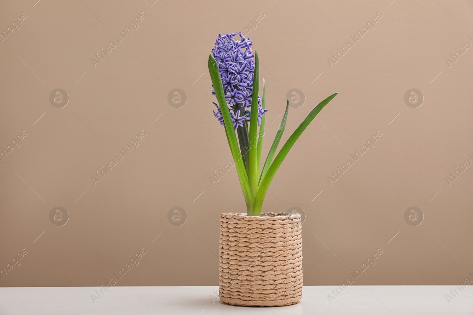 Photo of Beautiful hyacinth in wicker pot on table against color background. Spring flowers