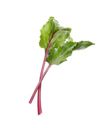 Leaves of fresh beet on white background