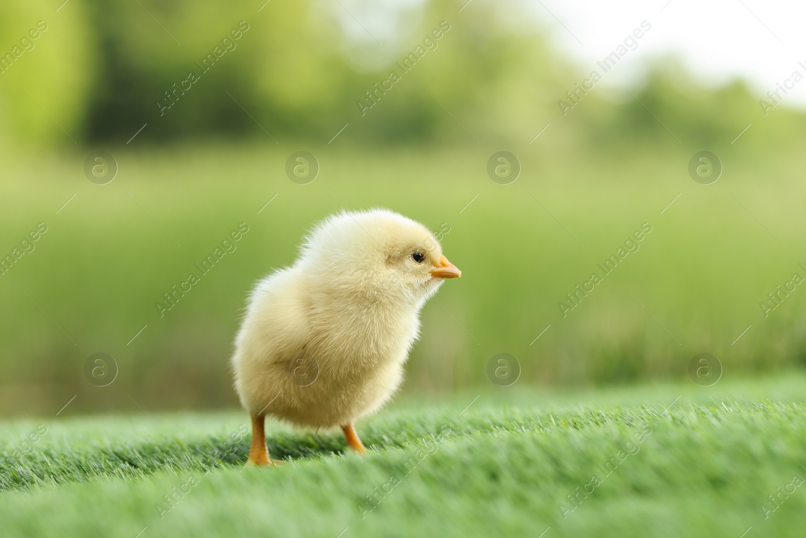 Photo of Cute chick on green artificial grass outdoors, closeup. Baby animal