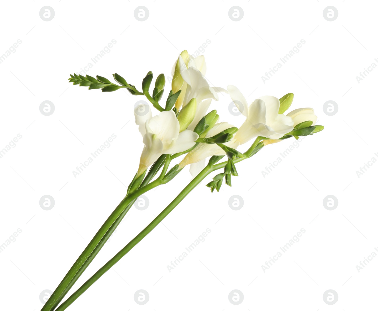 Photo of Beautiful blooming freesia flowers isolated on white