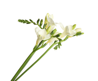 Beautiful blooming freesia flowers isolated on white