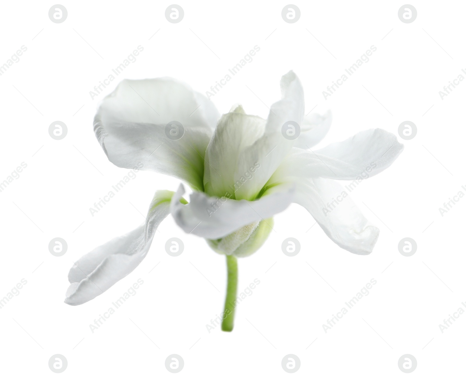 Photo of Beautiful stock flower with tender petals isolated on white