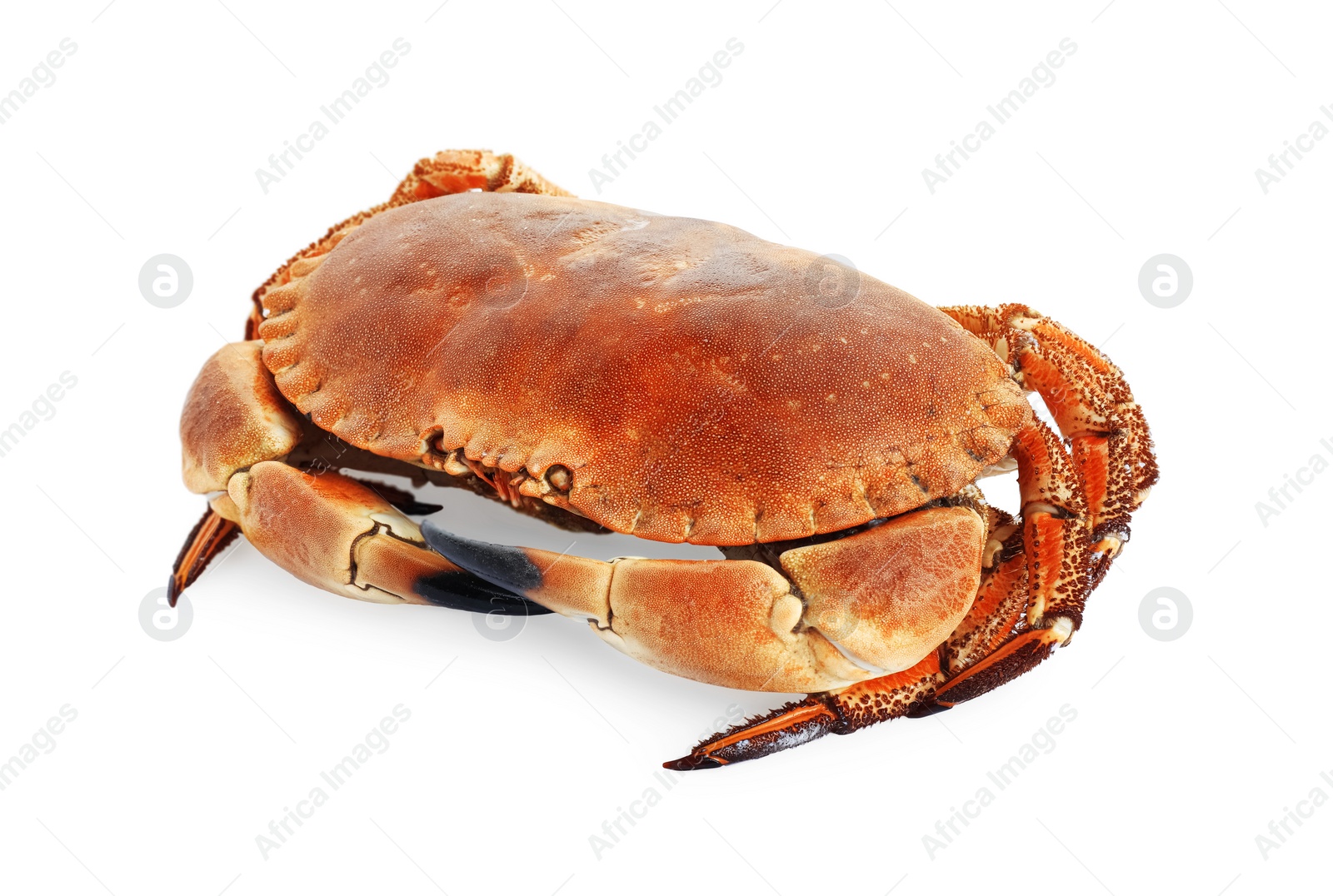 Photo of One delicious boiled crab isolated on white