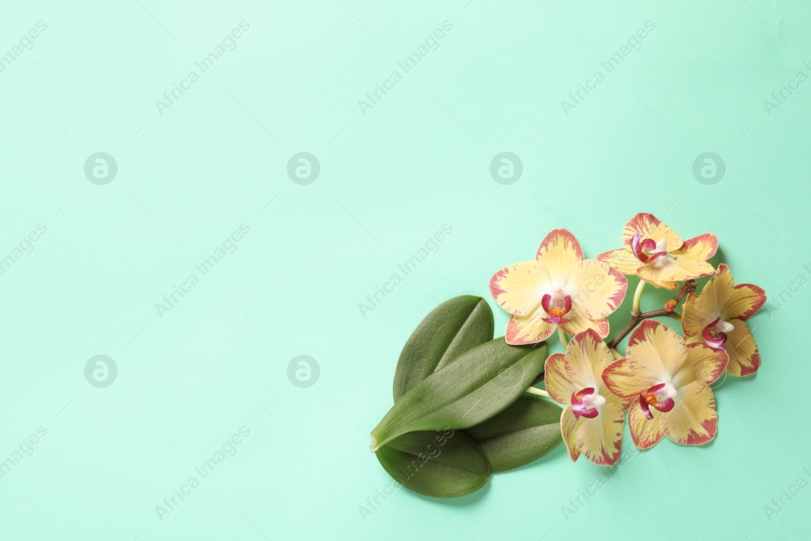 Photo of Beautiful orchid flowers with leaves on color background, top view with space for text. Tropical plant