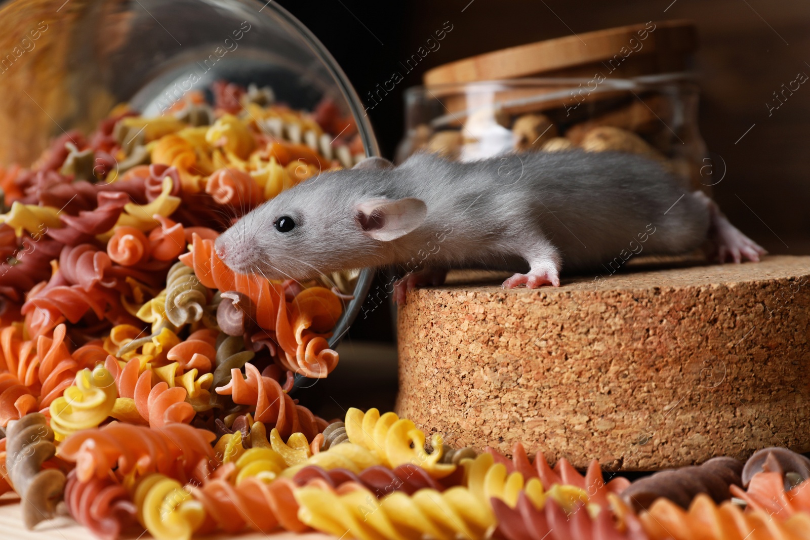 Photo of Small grey rat looking for food near jars