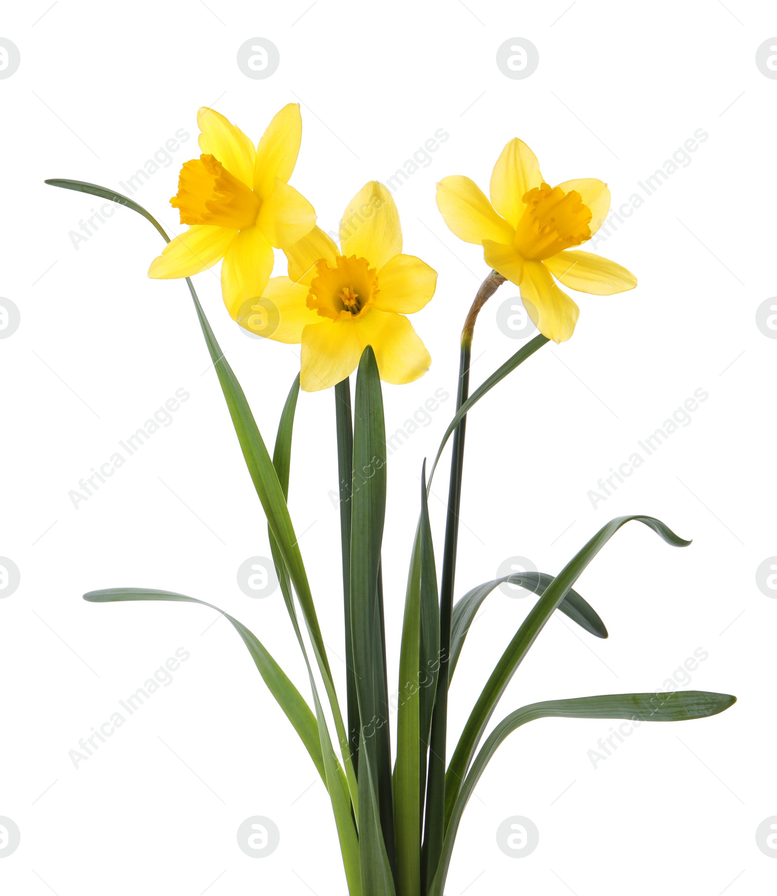 Photo of Beautiful blooming yellow daffodils on white background