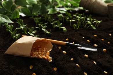 Photo of Paper bag with corn seeds on soil. Vegetables growing