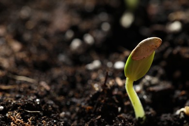 Little green seedling growing in soil, closeup. Space for text