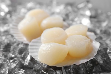 Photo of Fresh raw scallops with shells on ice cubes, closeup