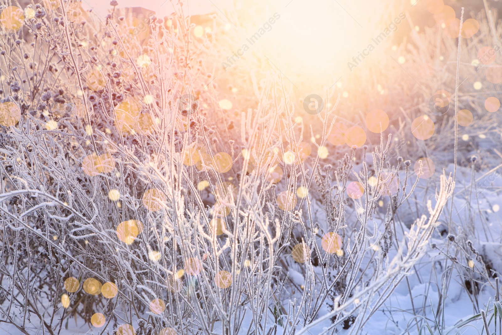 Image of Amazing winter morning. Beautiful plant covered with snow