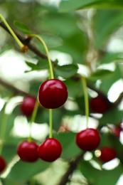 Photo of Closeup view of cherry tree with ripe red berries outdoors