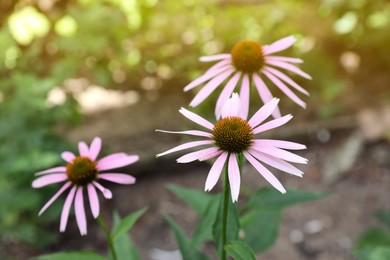 Beautiful pink Echinacea flowers growing outdoors on sunny day