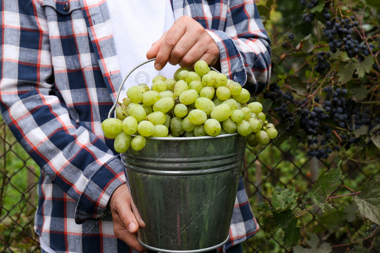 Photo of Farmer holding bucket with ripe grapes in vineyard, closeup