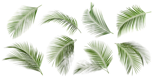 Image of Set of tropical leaves on white background